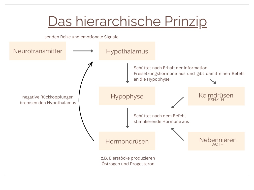 Hormon Grafiken (2)