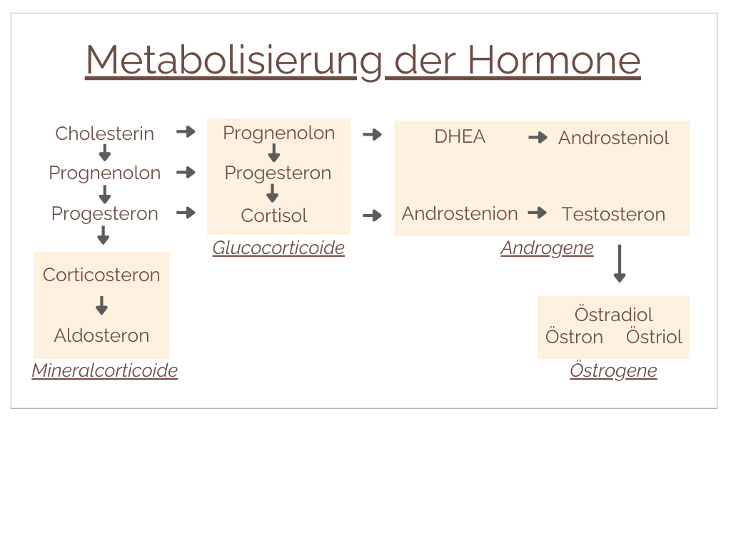 Hormon Grafiken